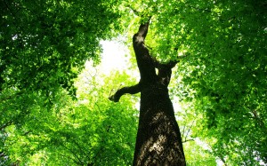 Μελέτη αεροφωτογραφιών για τον προσδιορισμός της ηλικίας δέντρων